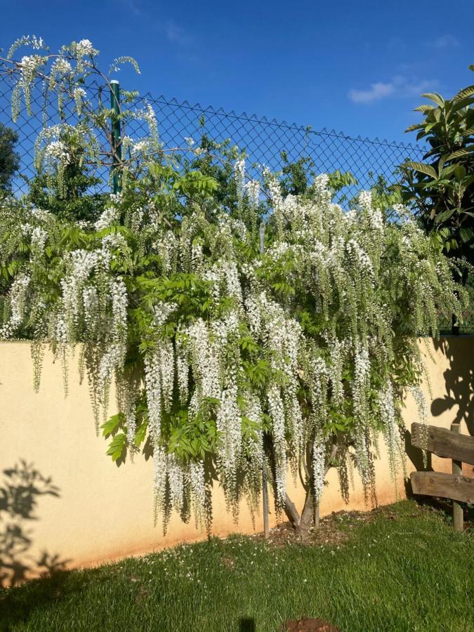 Quinta Da Sobreira Bed and Breakfast Salir de Matos Εξωτερικό φωτογραφία